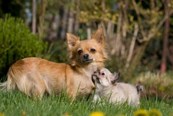 Chihuahuas: FAQs & Buying Tips for UK Owners