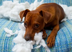 Canine Pica: Causes, Risks & How to Stop Dogs Eating Everything
