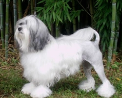 Il Piccolo Cane Leone, carattere e morfologia