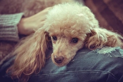 8 Mistakes Dog Owners Make That Can Upset Their Dogs