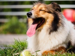 Dog Mouth Bacteria: What Every Owner Needs to Know