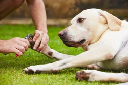 Why Dogs Hate Nail Trimming: 4 Reasons & How to Help