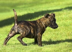 Some Gorgeous Brindle Dog Breeds to Consider