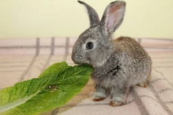 7 Reasons Rabbits Are Eco-Friendly Family Pets