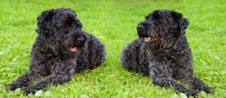 Kerry Blue Terrier: Key Traits and Care Guide