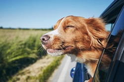 9 Expert Ways to Keep Dogs Cool This UK Summer