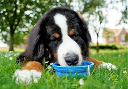 How to keep your dog hydrated in summer