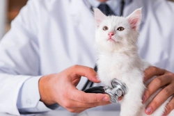 5 Preventable Reasons UK Cats Visit Vets in 2025
