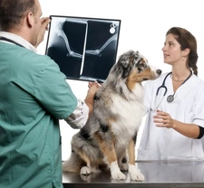 Pet Insurance: How to Make It Work For You