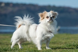Sandhoff Disease DNA Testing Guide for Japanese Chin