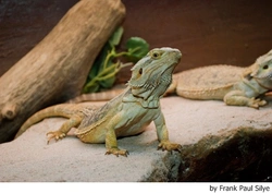 Enfermedades de los dragones barbudos y lagartos de collar