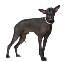 Complete Guide to the Peruvian Inca Orchid Hairless Dog