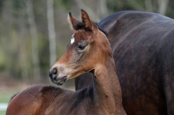 Equine Herpesvirus (EHV) UK 2025: Symptoms, Vaccination & Care