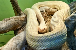 Do Pet Snakes Have to Eat Live Food? Expert Advice