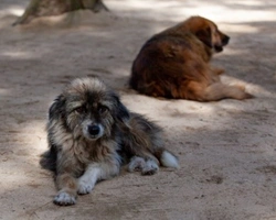 Associazioni Animali: Progetto Zampe Incomprese