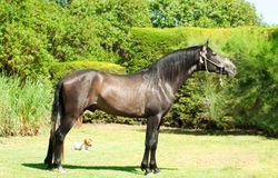 The Andalusian Horse: Royal Heritage & Classic Dressage Star