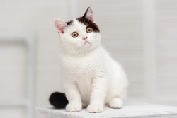 7 Common Cat Myths Debunked with Facts