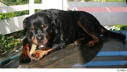 Alimentación del Rottweiler: qué come y cuánto debe comer
