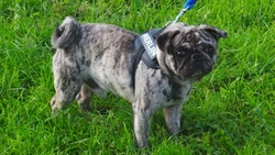 Merle Pugs: What UK Puppy Buyers Must Know