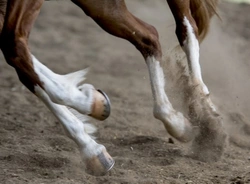 Common Knee Injuries in Horses: Causes and Care