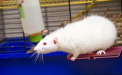 Effective Tips to Keep Your Pet Rats Cool During Summer