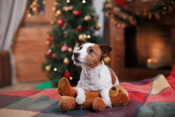 How to Make Your Dog’s Christmas Day the Best Ever
