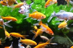 The behaviour of pet fish decoded: 9 signs explained