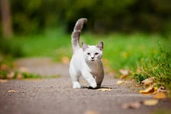 What is Feline Dwarfism? A Complete Guide