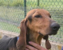 Adozioni cani: la storia di Mozart, segugio abbandonato