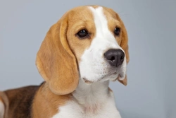 Complete Guide to Training Your Beagle Puppy Successfully