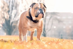 Why the English Bulldog is a Beloved British Dog Breed