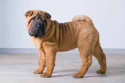 Lip Fold Dermatitis in Shar Pei: Cause, Prevention & Care