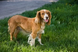 Hypokalaemia in Dogs: Causes, Symptoms & Treatment Guide