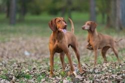 Should unspayed female dogs be kept apart during season?