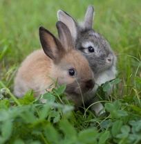 Mating, Gestation and Birth of Small Breed Rabbits: A Complete Guide
