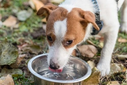 Best Water for Dogs: Filtered, Bottled, or Tap?