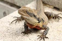 Recognising & Treating Worms in Reptiles: A Complete Guide