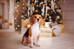 How to Keep Your Dog Safe on Christmas Day
