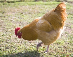 Understanding and Managing Leg Problems in Chickens