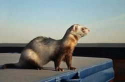 Are Ferrets Fun Pets or Too Much Hassle?