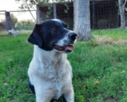 Adozioni cani: la storia di Coffee, adorabile cane che cerca una casa