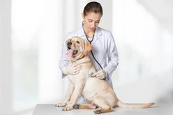 Why Dogs Might Not Urinate After Surgery: Key Reasons & Care