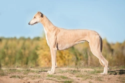 Greyhound Neuropathy Testing: Essential Guide for Breeders