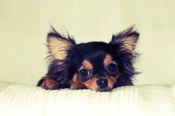 5 Ways to Keep Your Chihuahua Safe and Comfortable at Home
