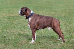 Brindle Boxer Dog Colours: Comprehensive 2025 Guide