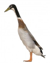 Complete Guide to Indian Runner Ducks: History, Care & Facts