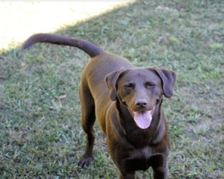 Associazioni animali: Briganti con la Coda onlus