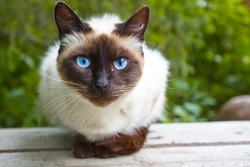 When Can Female Cats Fall Pregnant? Key Facts for Owners