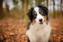 Guide to feeding your dog a bland diet safely