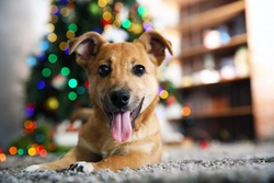 Unusual Christmas Hazards Dog Owners Must Know